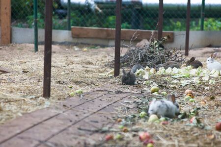 In the photo are rabbits. They live in an aviary, feed on grass, carrots, cabbage and apples. Food rabbits give people, the owners of the aviary.の写真素材