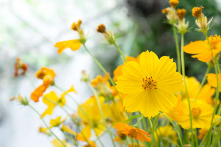 Yellow flower in the glass houseの写真素材