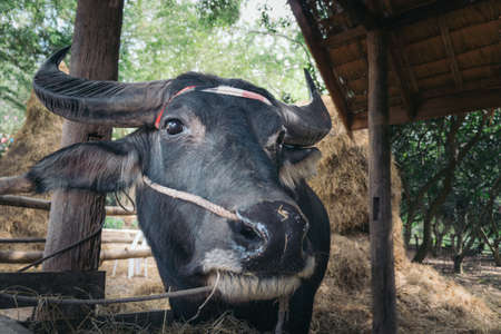 Mr. Boonlue the buffalo