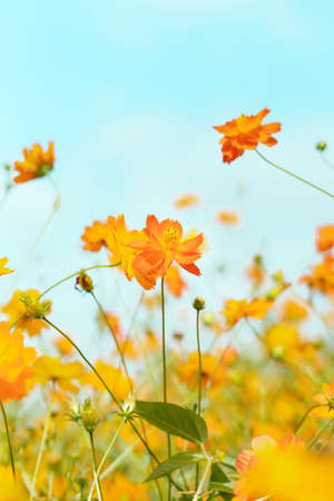 Cosmos blooming in the fieldの写真素材
