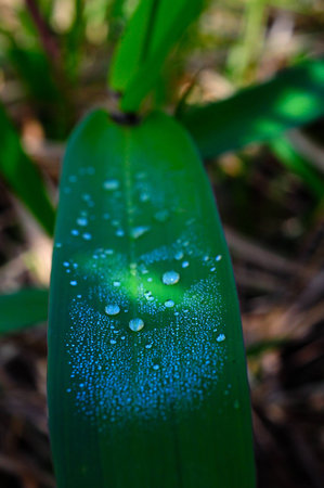 dew in the morning on Bamboo leavesの写真素材