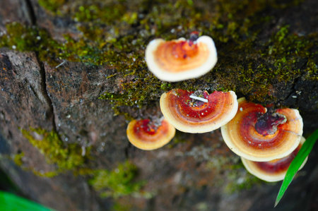 GANODERMA in the tropical forest.