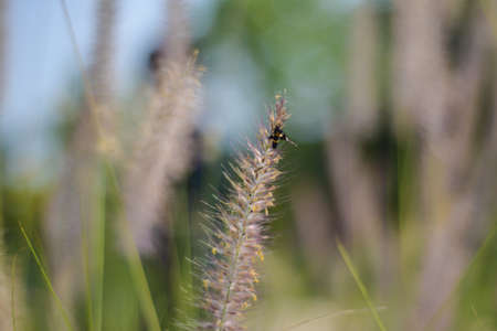 Close-up photo of insects on grass flower with blurred background, Thailand.