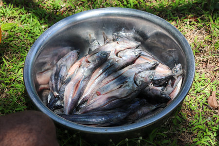 Fresh fish in a bucket on the green grass in the garden.の写真素材