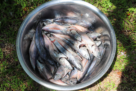 Fresh fish in a bucket on the grass in the garden, Thailand.の写真素材