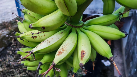 banana bunch on the tree in the garden. selective focus.の写真素材