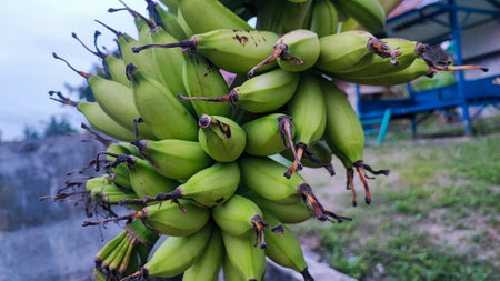 Banana bunch on tree in the garden. Green bananas in the garden.の写真素材