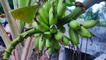 Banana tree with unripe green bananas growing on it.の写真素材