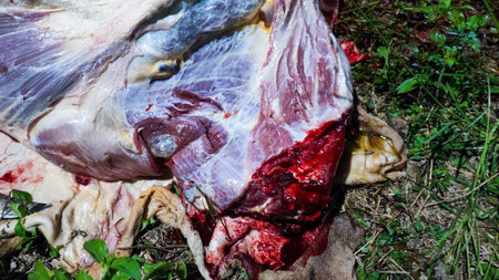 A carcass of a lamb lies on the ground. A piece of meat lies on the ground.の写真素材