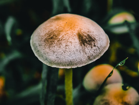 Mushroom in the forest. Shallow depth of field.の写真素材