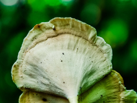 Mushroom in the forest. Close up of a wild mushroom.の写真素材