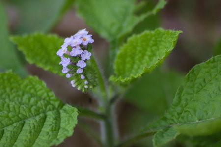 Lilac flowers on the background of green leaves. Selective focus.の写真素材