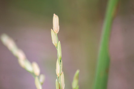 Rice flower in the field with blurred background and copy space.の写真素材