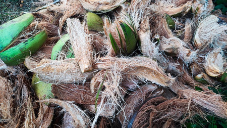 Coconut on the ground in the garden,Thailand.