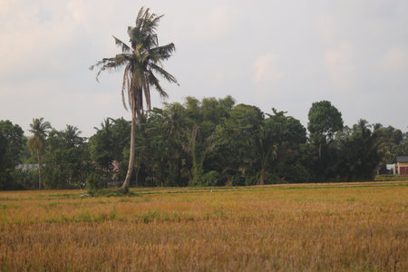 Coconut tree in rice field in rural of thailand.の写真素材