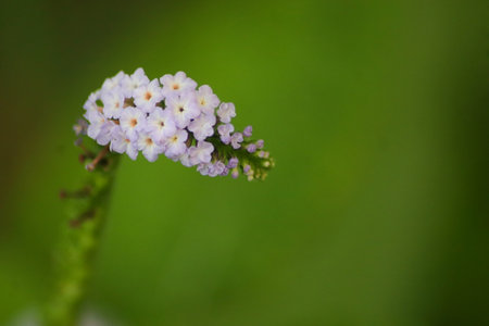 purple flower blooming in the garden with green leaf background.の写真素材