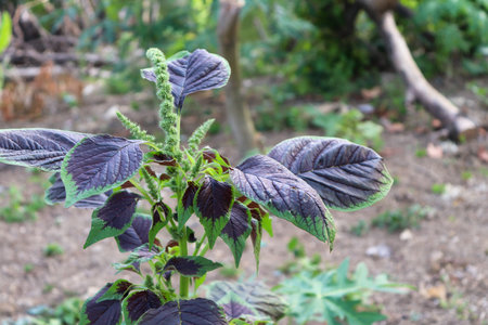 Close-up of a plant with purple leaves in the garden.の写真素材