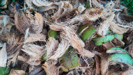 Coconut fruit on the ground in the garden, Thailand.の写真素材
