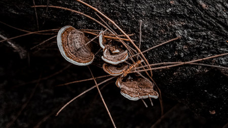 Mushrooms growing on a tree in the forest. Close up.の写真素材