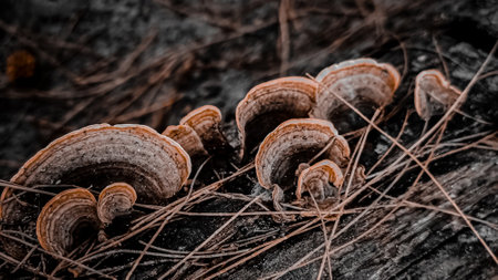 Trametes versicolor (Trametes versicolor)の写真素材