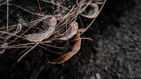 fungus growing on a tree trunk in the forest in winterの写真素材