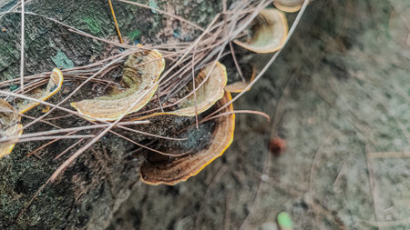 Mushrooms growing on a tree in the rainforest of Thailandの写真素材