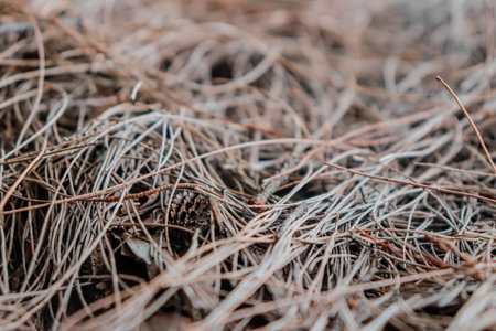 Pine needles on the ground. Close-up. Natural background.の写真素材