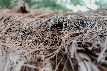 Pine needles on the roof of a house in the forest.