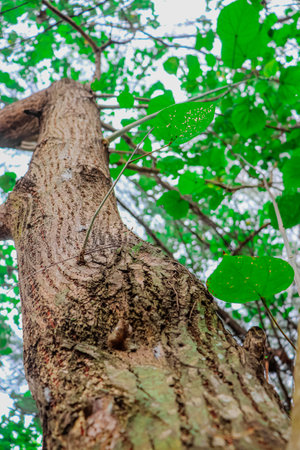 Close up of tree bark with green leaves in the forest, Thailand.