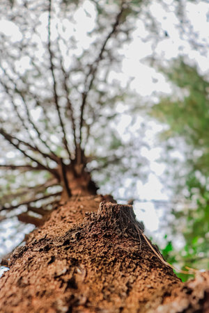 Close up of pine tree trunk with green nature bokeh backgroundの写真素材