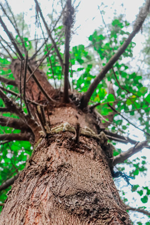 Close up view of the tree trunk in the forest. Natural background