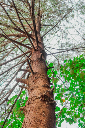 Pine tree with green leaves, Thailand. (Selective focus)の写真素材