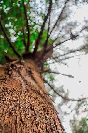 Close up of tree in the forest with blur background and copy space.の写真素材