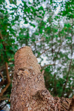 Tree bark in the forest with bokeh background, Thailand.の写真素材