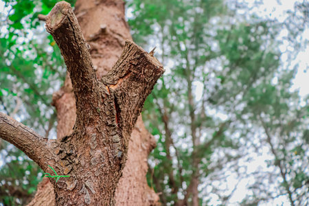 Tree damaged by bark beetle in the forest. Bokeh background