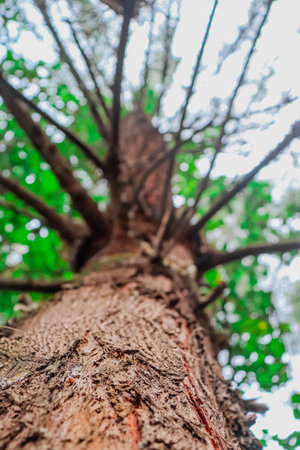 Close up of tree in the forest, Thailand. (Selective focus)の写真素材