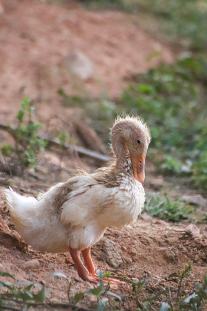 Duck on the ground in the countryside of Sri Lanka, Asia