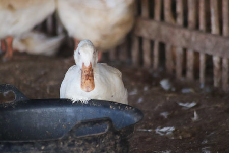 duck on the farm in thailand, duck on the farmの写真素材
