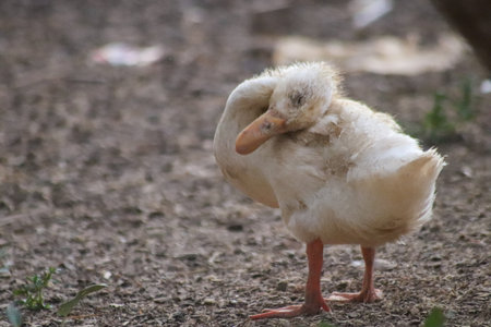 Cute white duckling standing on the ground in the garden.の写真素材