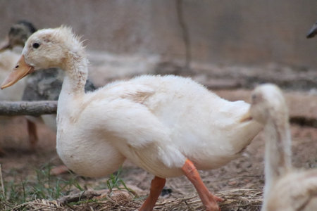 white duck on the farm in the evening, closeup of photoの写真素材
