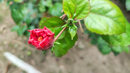 Red hibiscus flower and green leaf in garden, stock photoの写真素材