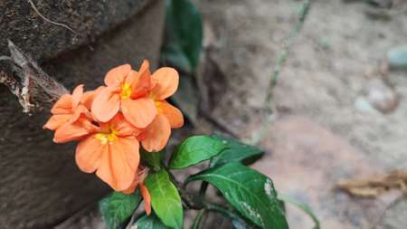 Orange flower in the garden with nature background. (Selective focus)の写真素材