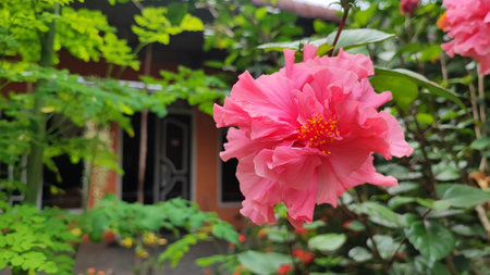 Pink hibiscus flower in the garden at thailand.の写真素材
