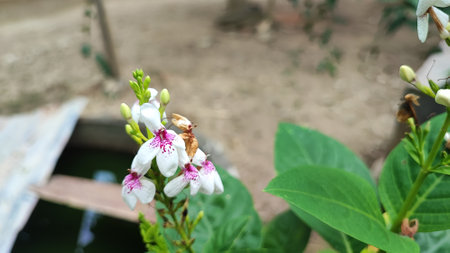 Platycodon grandifflora)の写真素材