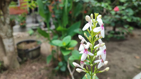 White flower in the garden with blurred background and selective focus, Thailand.の写真素材