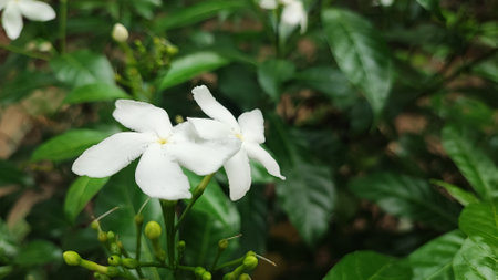 Jasmine flower in the garden. (Jasminum indicum)の写真素材
