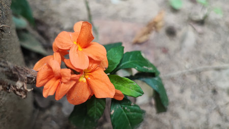 Orange flower in the garden, Thailand. (Campsis)の写真素材