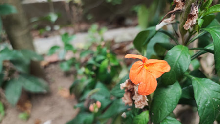 Beautiful orange flower in the garden, Thailand. Selective focus.の写真素材