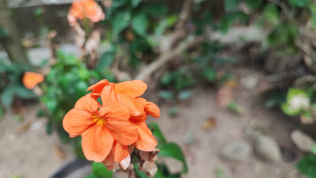 Orange flower in the garden,selective focus and shallow depth of fieldの写真素材
