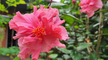 Pink hibiscus flower blooming in the garden, Thailand.の写真素材